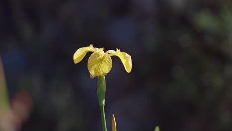 Yellow-Lilies-with-dark-background