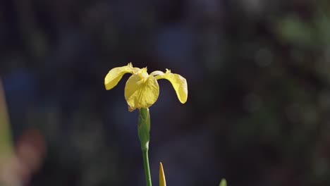 yellow lilies with dark background