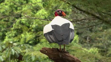 buitre rey posado en tocón de árbol