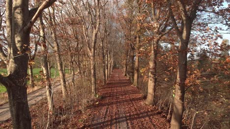 Aerial-backward-ascending-movement-into-the-branches-of-autumn-coloured-leafs-in-the-tree-tops-lit-by-a-Dutch-afternoon-low-winter-sun-with-a-dirt-road-with-fallen-leaves-below