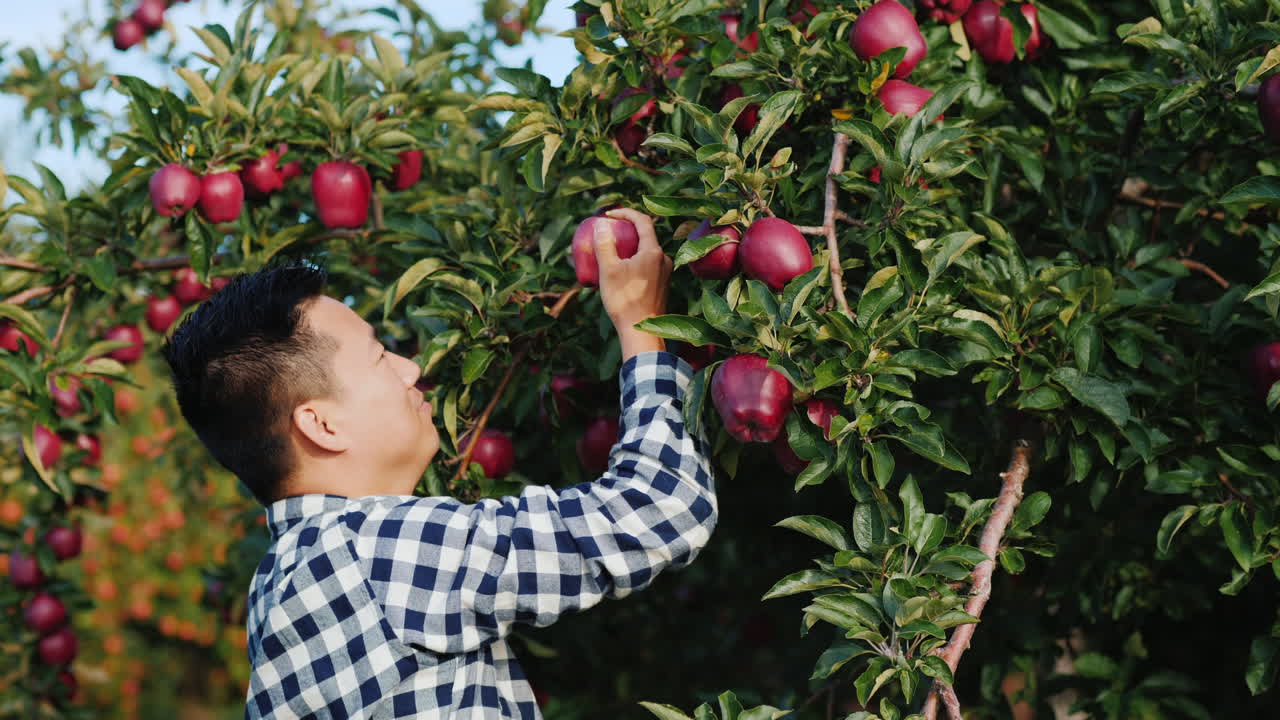 남자가 나무에서 사과를 따다