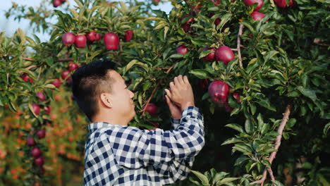 Hombre-Recoge-Manzana-De-Un-árbol