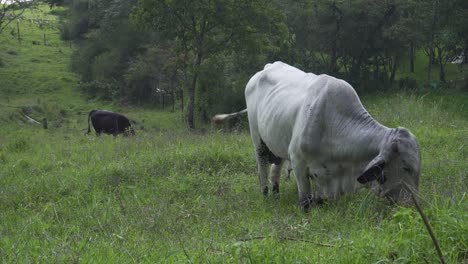 Bulls-and-cows-feed-on-a-mountain,-while-one-of-them-approaches