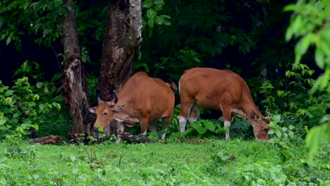 El-Banteng-O-Tembadau,-Es-Un-Ganado-Salvaje-Que-Se-Encuentra-En-El-Sudeste-Asiático-Y-Se-Extinguió-En-Algunos-Países