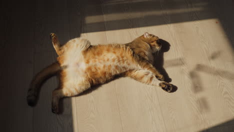 ginger british shorthair cat relaxing on a wooden floor