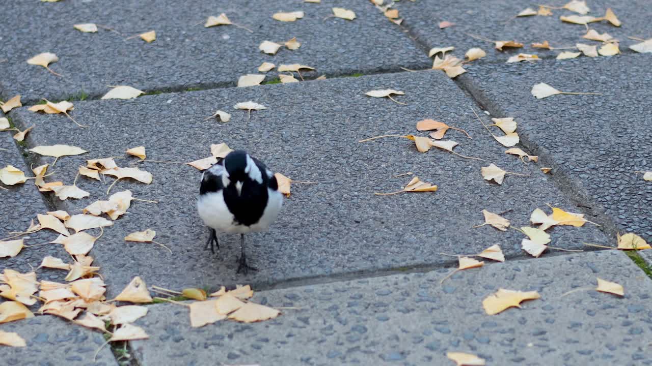 A magpie lark walks on a leaf-covered pavement