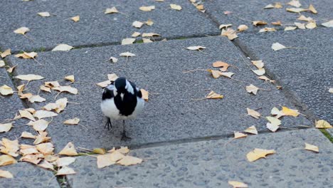 a magpie lark walks on a leaf-covered pavement