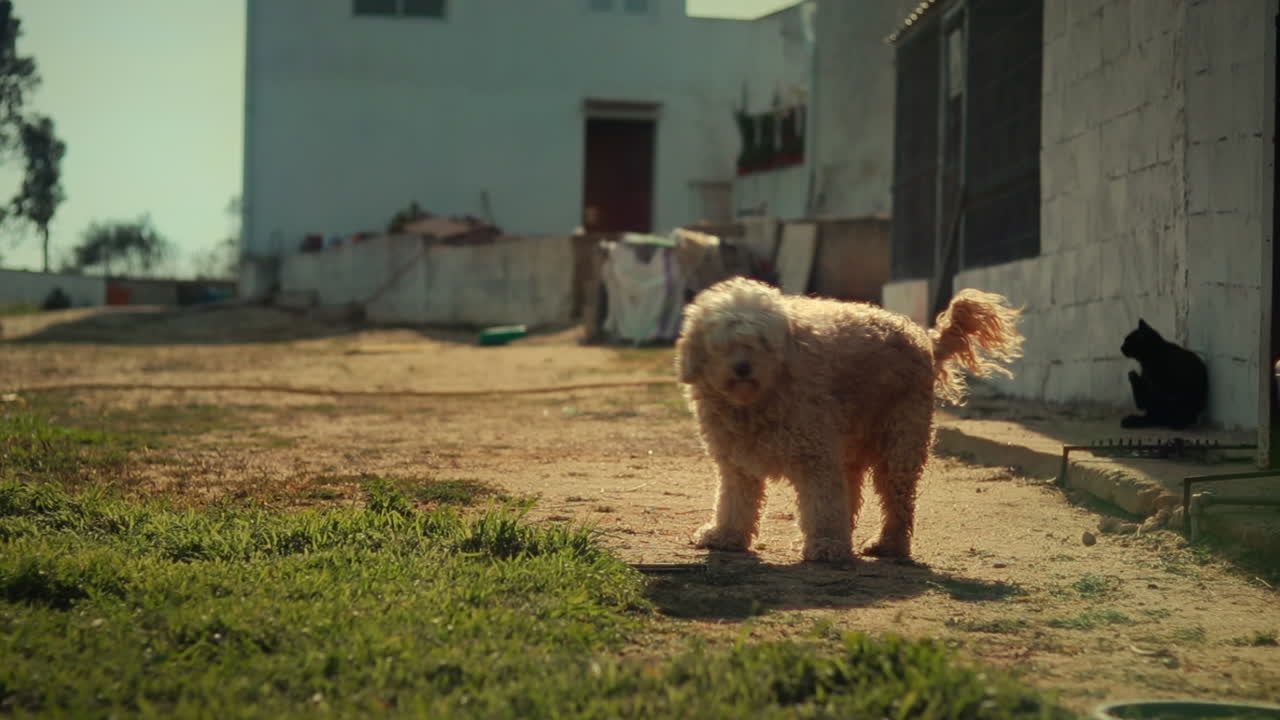 perro komondor en un refugio de animales con un gato que pasa