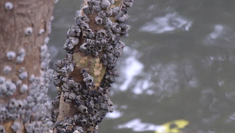 trees by a river filled with barnacles - close up