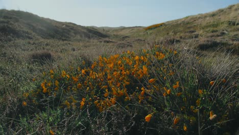 Strahlender-Blumenfleck-Auf-Den-Wiesen-Von-Jütland,-Dänemark