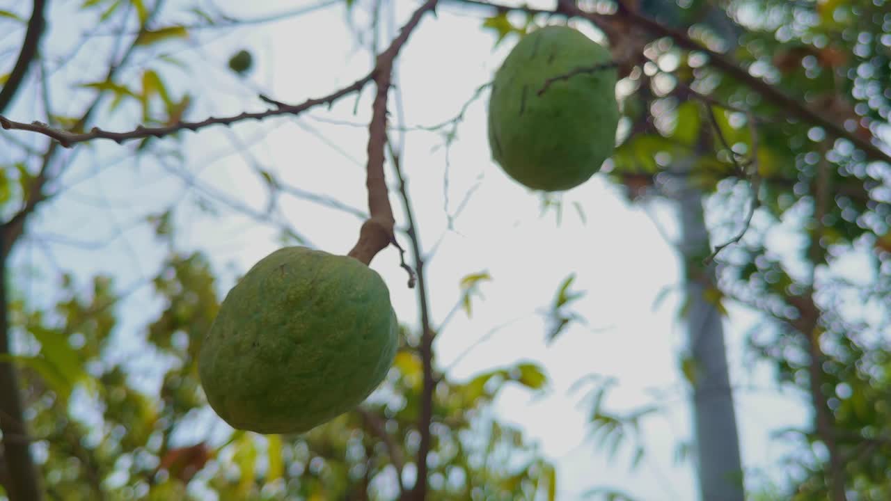 Cámara orbitando alrededor de frutos de Ramphal (Annona reticulata) colgando de la rama de un árbol, con luz natural suave y fondo frondoso que crea profundidad, movimiento y una rica sensación de huerto tropical