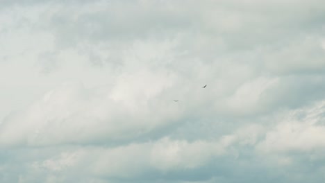 Dos-Halcones-Volando-Libremente-Alto-En-El-Cielo-En-Un-Día-Nublado-Dando-Vueltas-En-Busca-De-Presas