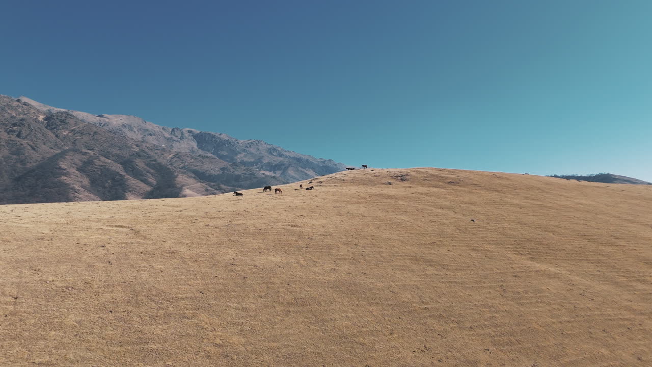 아름다운 드론이 안데스 산맥의 풀을 먹는 야생 말들의 을 날아다닙니다.