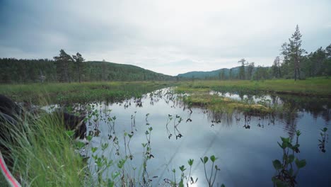 dog drinking water from a shallow river in anderdalen national park in norway - wide shot