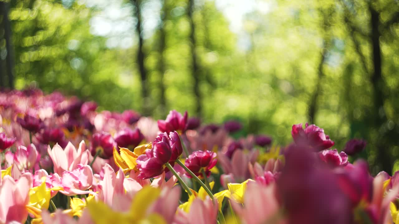 a colorful field of pink tulips in the middle of europe while spring
