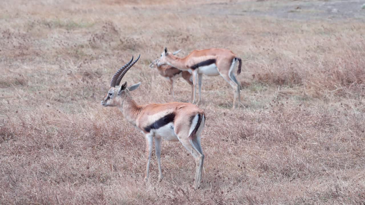 Male, female, and fawn Thomson’s gazelles grazing inside the Ngorongoro Crater