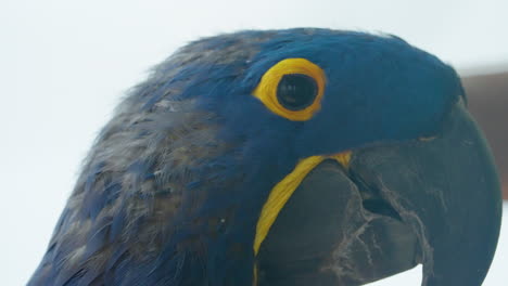 Close-up-side-portrait-of-a-beautiful,-exotic-blue-hyacinth-macaw,-a-parrot-native-to-Brazil