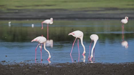 Flamingo-Feeding-in-Africa-at-Ngorongoro-Conservation-Area-in-Tanzania-at-Ndutu-Lake-in-Ndutu-National-Park-on-African-Animals-and-Wildlife-Safari,-Pink-Flamingos-Feeding-in-the-Water