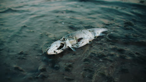 浪潮將死魚的屍體沖到海灘上