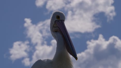 closeup of australian pelican's head and neck with enormous pinkish bill against clouded blue sky. low angle shot