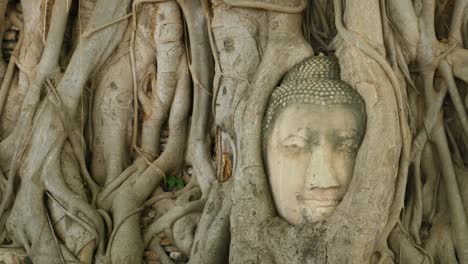 buddha head embedded in a banyan tree. wat wat maha that, ayutthaya