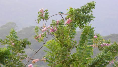 un par de bronceadores azules grises de pie en las ramas de un árbol con hojas rosadas, selva colombiana