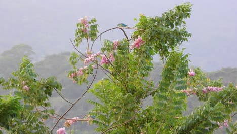 pair of gray blue tanners standing on the branches of a tree with pink leaves, colombian jungle