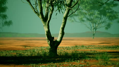 African savanna landscape with acacia trees
