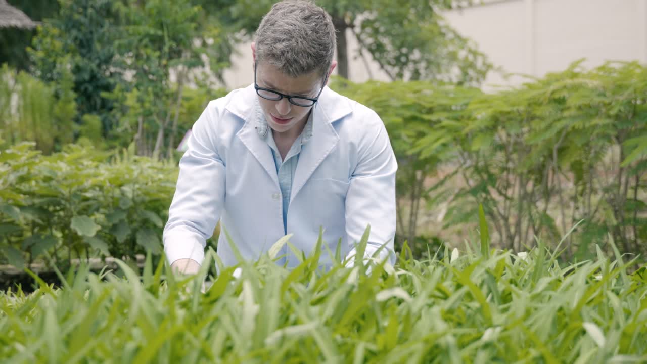 ingeniero de biotecnología que examina las hojas de las plantas en busca de enfermedades