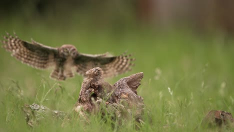 Little-Owl-Athene-vidalii-cinematic-slomo-approach-as-it-glides-in-for-landing