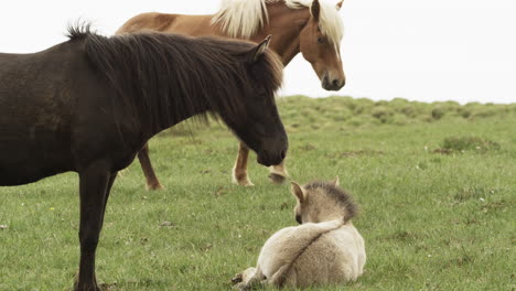 Caballos-Islandeses-Vagando-Libremente---Un-Potro-Joven-Sentado-En-El-Suelo-Bajo-La-Lluvia---Conceptos-De-Crianza-Y-Animales