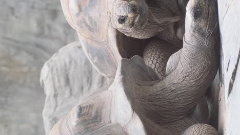 the aldabra giant tortoise family is one of the largest tortoises in the world in a natural park. portrait of huge reptiles. exotic animals. vertical video