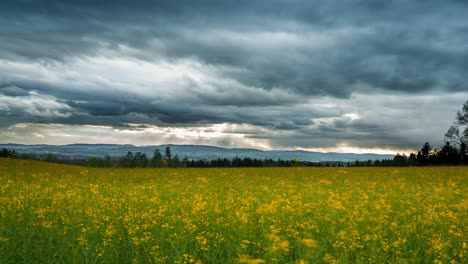 tiempo tormentoso con nubes oscuras moviéndose sobre un campo de flores