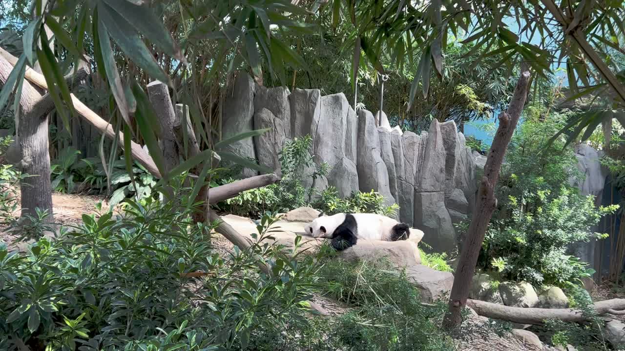 movimiento cinematográfico de mano que captura a un panda gigante perezoso y somnoliento, ailuropoda melanoleuca, durmiendo boca abajo en una tarde relajante en su hábitat en el zoológico de singapur, reserva de vida silvestre mandai