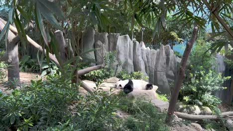 cinematic handheld motion capturing a lazy sleepy giant panda, ailuropoda melanoleuca, sleeping on the belly on a relaxing afternoon in its habitat at singapore zoo, mandai wildlife reserve