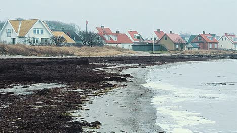 las algas se lavan en tierra en una playa en suecia
