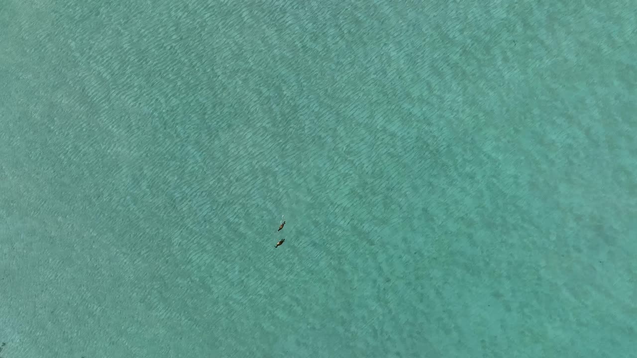 dos crías de foca jugando en las aguas poco profundas