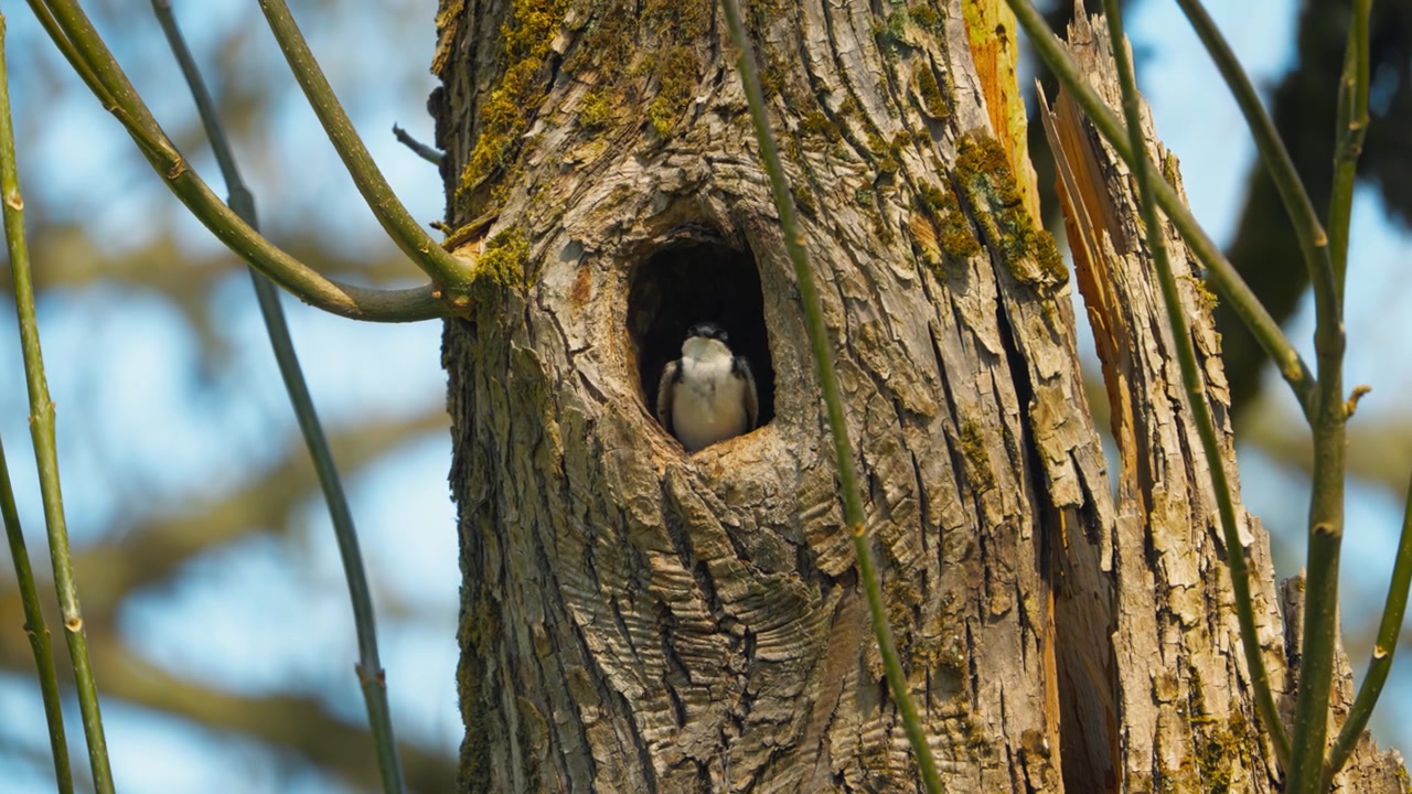 Tree swallow peering from a natural nesting cavity in a weathered tree trunk