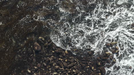 4K-overhead-of-rocky-beach-and-kelp-lagoon-with-resting-Harbor-Seal