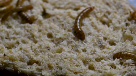 The-Mealworm-is-a-species-of-Darkling-Beetle-used-to-feed-pets-like-fish,-snakes,-birds,-and-frogs