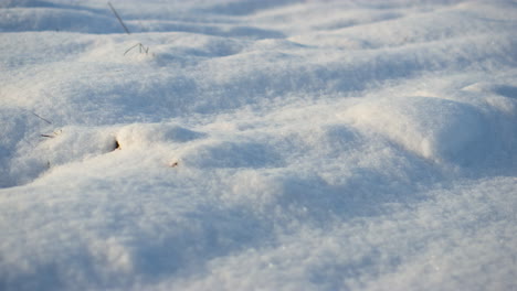 closeup white snow scattered ground at day light. snow-covered snowdrifts.