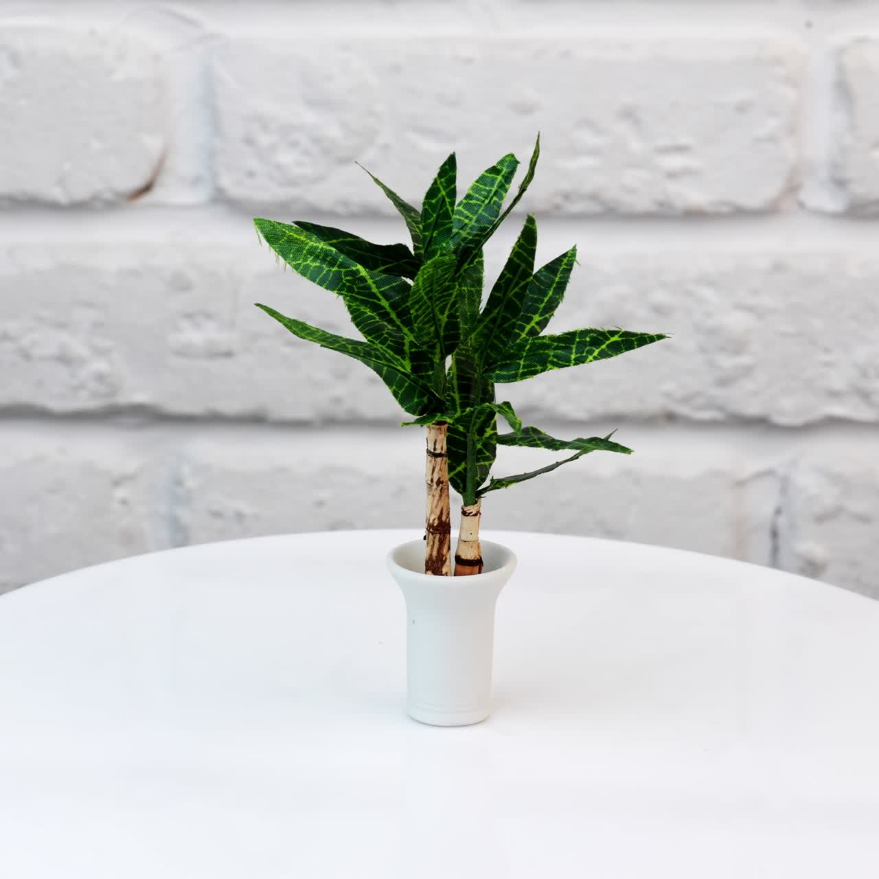 Miniature toy plant from a dollhouse. Realistic toy flowerpot circling on a table. Green plant in a small white pot isolated against wall background