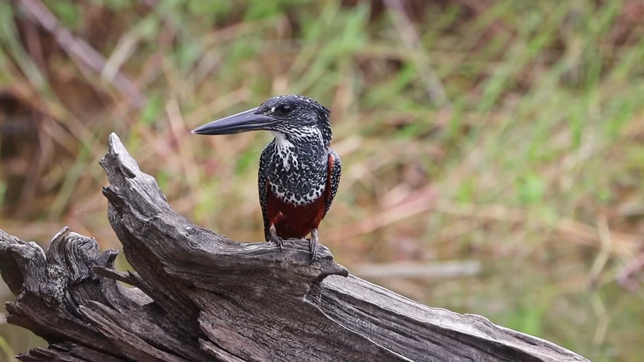 Giant kingfisher perched on wooden log near river opening and closing bill