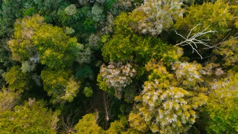 forest with trees and green vegetation