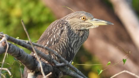 Rufous-Night-Heron-in-pond-2-.