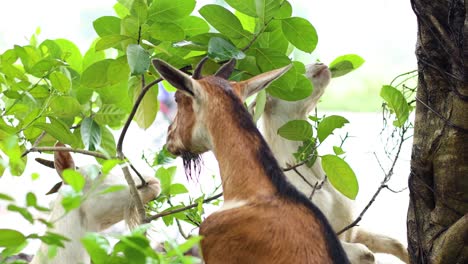 a goat eating leaves from a tree branch