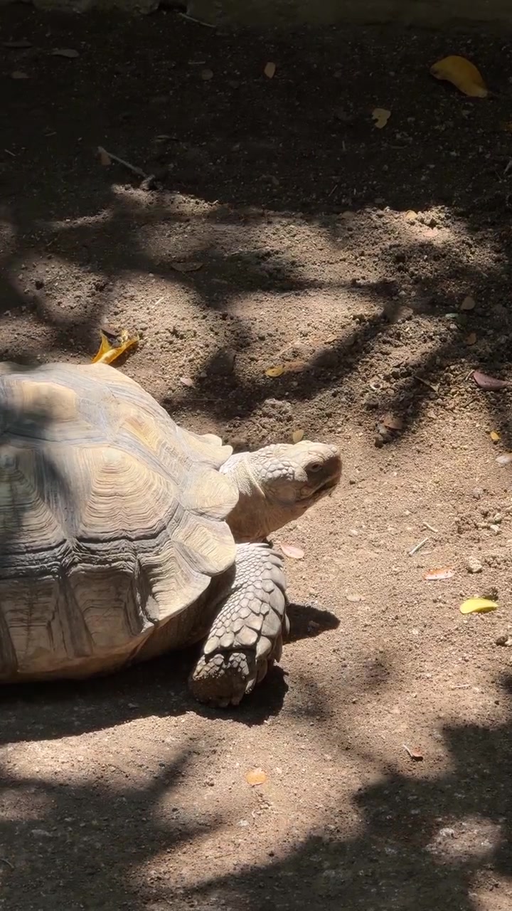 Large African Spurred Tortoise Resting on Dirt Ground