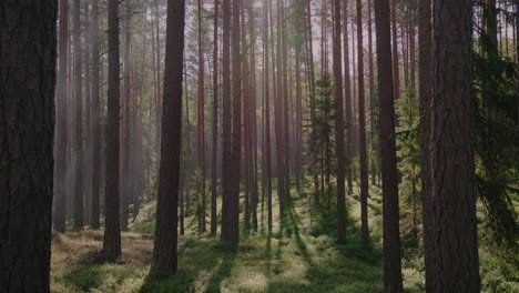 A-captivating-view-of-a-misty-pine-forest-illuminated-by-the-soft-morning-sunlight,-creating-a-tranquil-scene-in-the-midst-of-nature