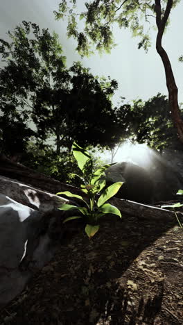 a single plant growing in the sunlight in a forest