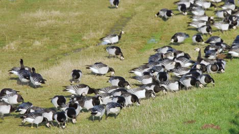 Flock-of-barnacle-geese-grazing-in-a-field-at-Caerlaverock-wetland-centre-South-West-Scotland